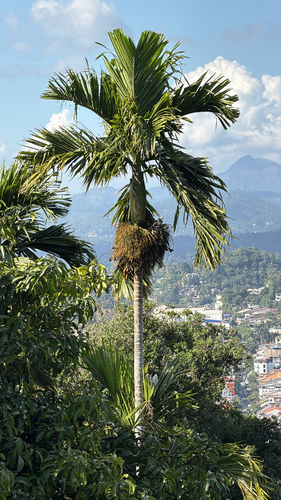 Palmeira Betel de Vaso
