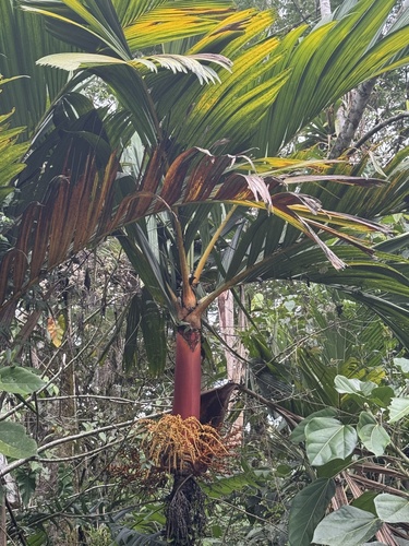 Palmeira Areca Vermelha de Palmito Laranja