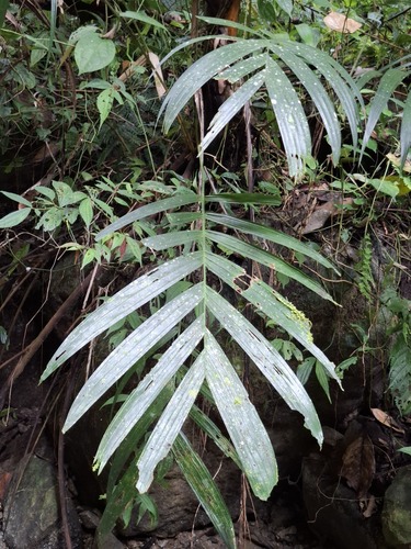 Palmeira Areca Vermelha de Palmito Laranja
