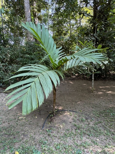 Palmeira Areca Vermelha de Palmito Laranja