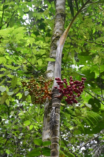 Palmeira Areca Vermelha de Palmito Laranja