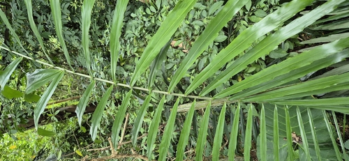 Palmeira de Açúcar Gigante