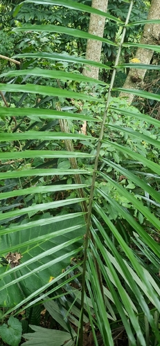 Palmeira de Açúcar Gigante