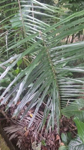 Palmeira de Açúcar Gigante