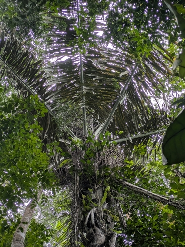 Palmeira de Açúcar Gigante