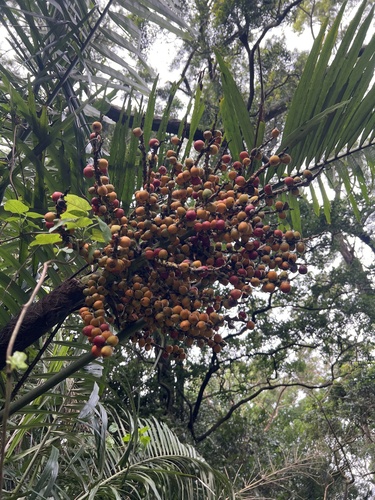 Palmeira Arenga Formosa Arbustiva