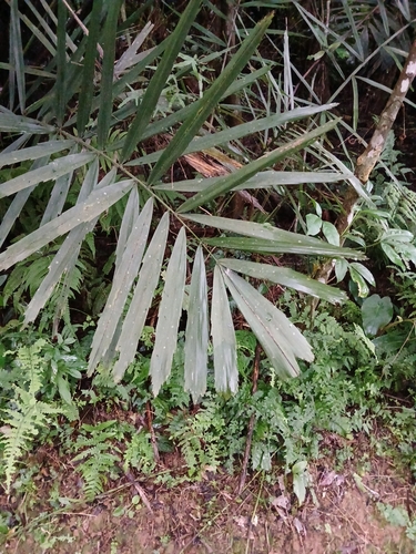 Palmeira Arenga Formosa Arbustiva