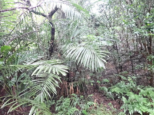 Palmeira Arenga Formosa Arbustiva
