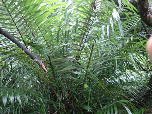 Palmeira Arenga Formosa Arbustiva
