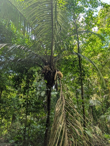 Palmeira Brejaúva de Tronco Espinhoso