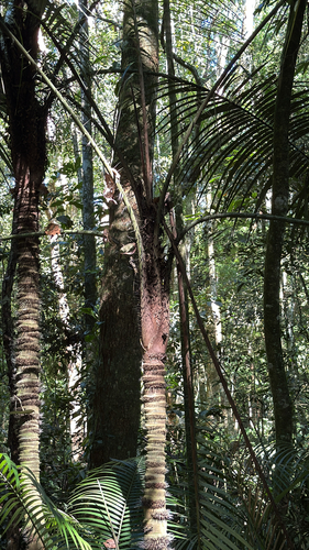 Palmeira Brejaúva de Tronco Espinhoso