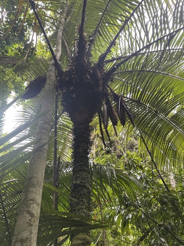 Palmeira Brejaúva de Tronco Espinhoso