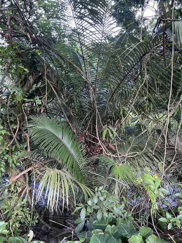 Palmeira Brejaúva de Tronco Espinhoso