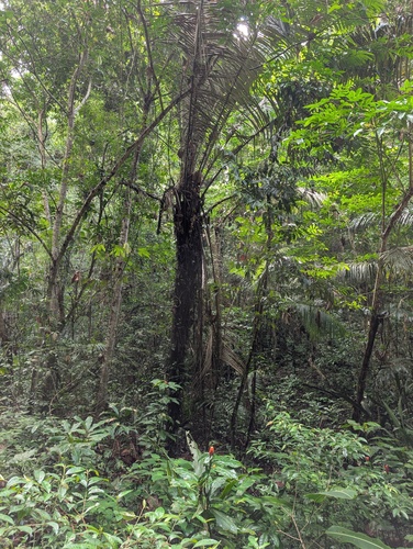 Palmeira Murumuru da Amazônia