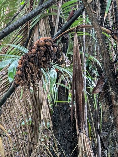 Palmeira Murumuru da Amazônia