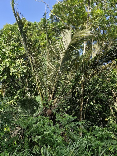 Palmeira Murumuru da Amazônia