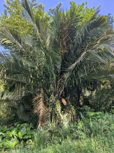 Palmeira Murumuru da Amazônia
