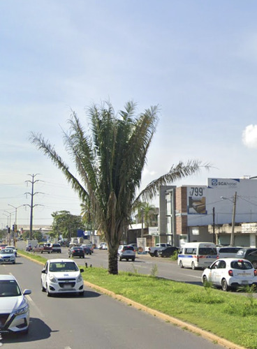 Palmeira Babaçu do Maranhão