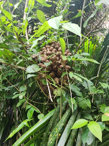 Palmeira Babaçu do Maranhão