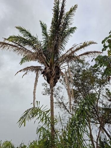 Palmeira Babaçu do Maranhão