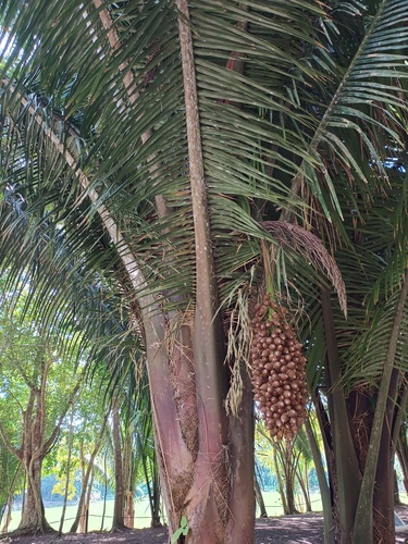 Palmeira Cohune de Grandes Folhas