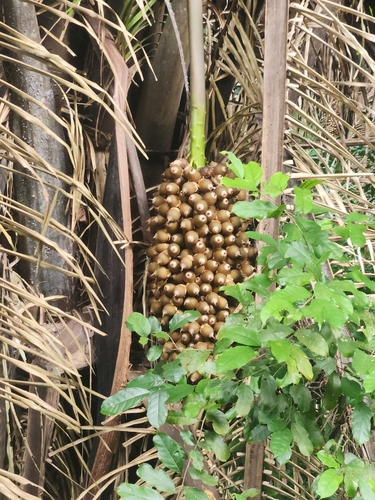Palmeira Cohune de Grandes Folhas