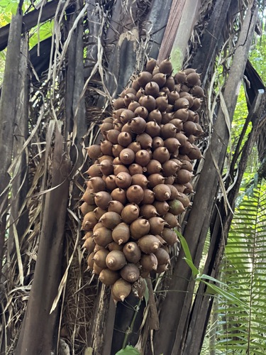Palmeira Cohune de Grandes Folhas