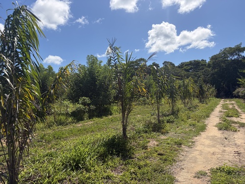 Palmeira Piaçava da Bahia