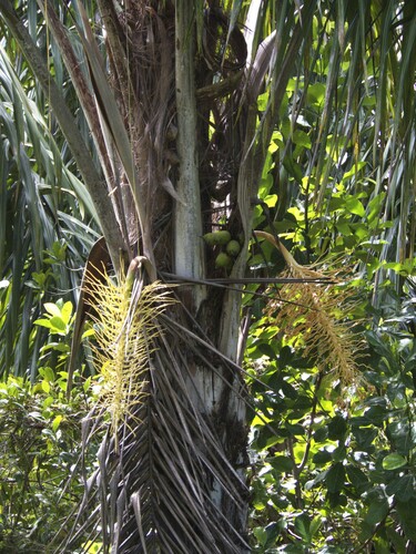 Palmeira Piaçava da Bahia