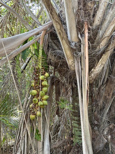 Palmeira Piaçava da Bahia