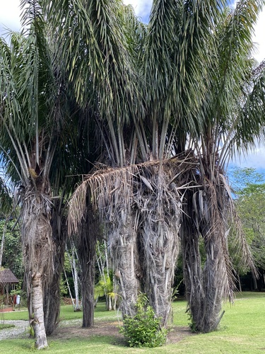 Palmeira Piaçava da Bahia