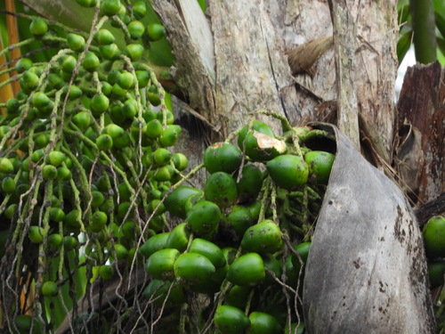 Palmeira Pupunheira de Palmito Doce