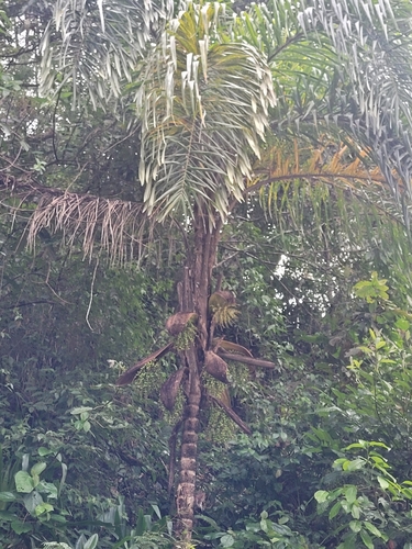 Palmeira Pupunheira de Palmito Doce