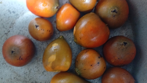 Palmeira Pupunheira de Palmito Doce