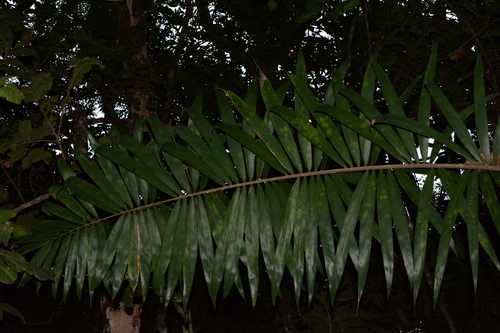 Palmeira Mané-veio Espinhosa