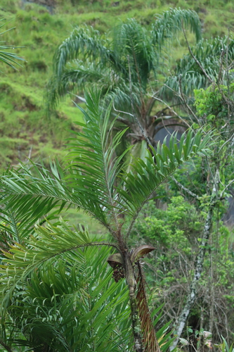Palmeira Tucum Espinhoso