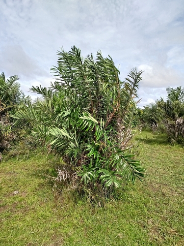 Palmeira Tucum Espinhoso