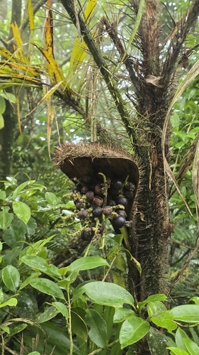 Palmeira Tucum Espinhoso