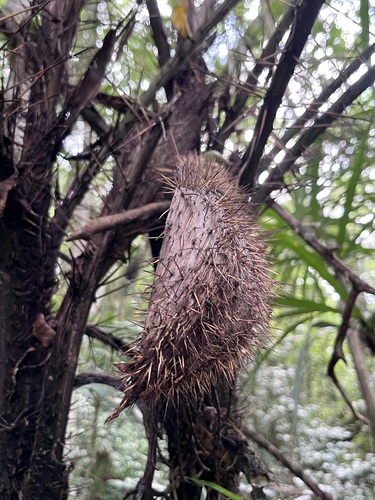 Palmeira Tucum Espinhoso