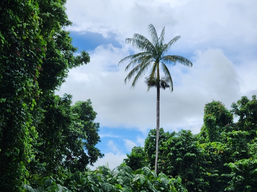 Palmeira de Samoa de Palmito Azulado