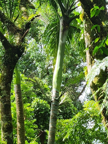 Palmeira de Samoa de Palmito Azulado