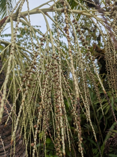 Palmeira de Samoa de Palmito Azulado