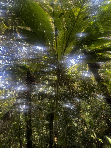 Palmeira de Samoa de Palmito Azulado