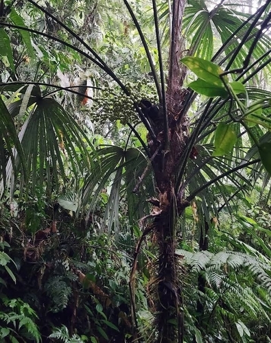 Palmeira Leque de Espinho de Raiz