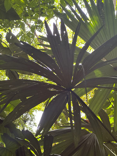 Palmeira Leque de Espinho de Raiz