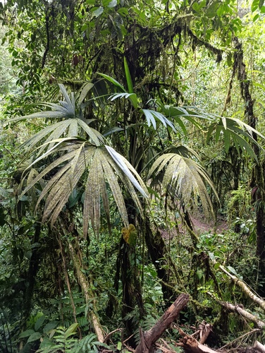 Palmeira Leque de Espinho de Raiz