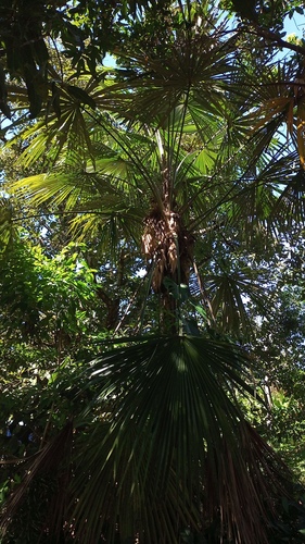Palmeira Leque de Espinho de Raiz