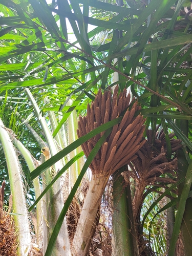 Dendezeiro da Bahia (Azeite de Dendê)