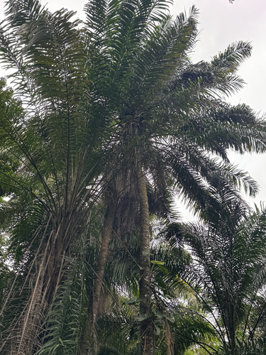 Dendezeiro da Bahia (Azeite de Dendê)