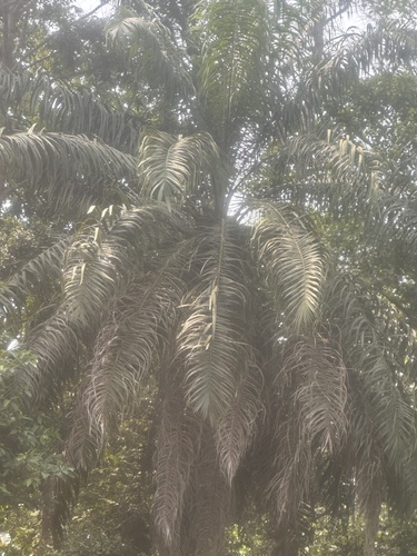Dendezeiro da Bahia (Azeite de Dendê)